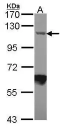 Anti-Importin 7 antibody [C3], C-term used in Western Blot (WB). GTX106408