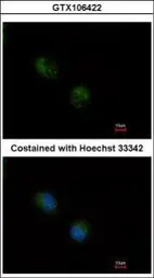 Anti-STMN2 antibody used in Immunocytochemistry/ Immunofluorescence (ICC/IF). GTX106422