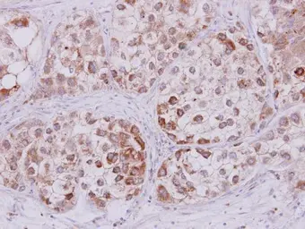 Anti-STMN2 antibody used in IHC (Paraffin sections) (IHC-P). GTX106422