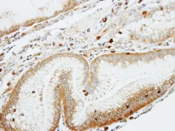 Anti-Coronin 1A antibody [C3], C-term used in IHC (Paraffin sections) (IHC-P). GTX106424