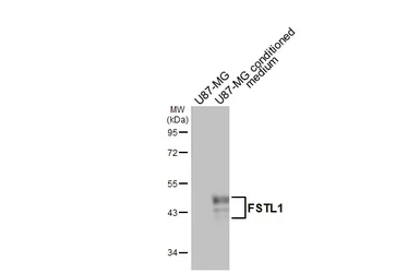 Anti-FSTL1 antibody [C2C3], C-term used in Western Blot (WB). GTX106425