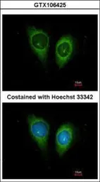 Anti-FSTL1 antibody [C2C3], C-term used in Immunocytochemistry/ Immunofluorescence (ICC/IF). GTX106425