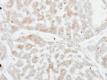 Anti-FSTL1 antibody [C2C3], C-term used in IHC (Paraffin sections) (IHC-P). GTX106425