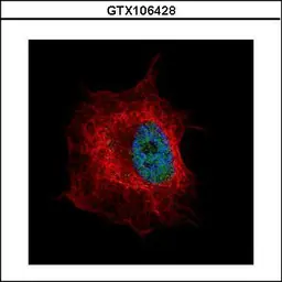 Anti-NUP50 antibody [C3], C-term used in Immunocytochemistry/ Immunofluorescence (ICC/IF). GTX106428