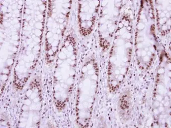 Anti-NUP50 antibody [C3], C-term used in IHC (Paraffin sections) (IHC-P). GTX106428