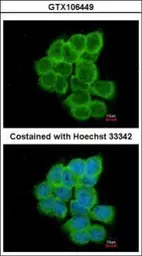 Anti-RGS17 antibody [C2C3], C-term used in Immunocytochemistry/ Immunofluorescence (ICC/IF). GTX106449