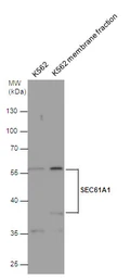 Anti-SEC61A1 antibody used in Western Blot (WB). GTX106455