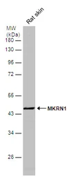 Anti-MKRN1 antibody [N2N3] used in Western Blot (WB). GTX106459