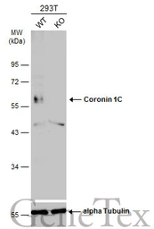 Anti-Coronin 1C antibody [C3], C-term used in Western Blot (WB). GTX106469