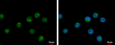 Anti-RPL17P7 antibody used in Immunocytochemistry/ Immunofluorescence (ICC/IF). GTX106546