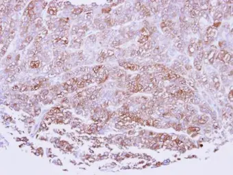 Anti-ICAM2 antibody [N1C2] used in IHC (Paraffin sections) (IHC-P). GTX106555