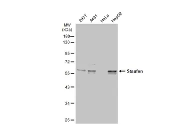 Anti-Staufen antibody used in Western Blot (WB). GTX106566