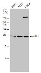 Anti-HN1 antibody used in Western Blot (WB). GTX106585