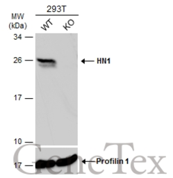 Anti-HN1 antibody used in Western Blot (WB). GTX106585