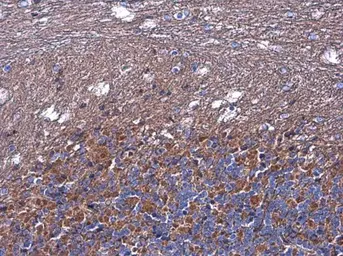 Anti-Nodal antibody used in IHC (Paraffin sections) (IHC-P). GTX106644
