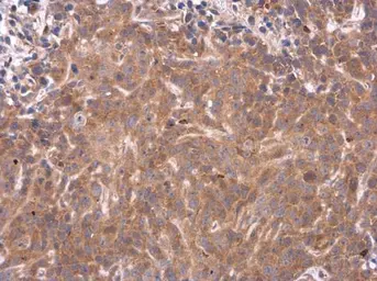 Anti-PAI3 antibody [N3C3] used in IHC (Paraffin sections) (IHC-P). GTX106655