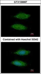 Anti-LOC283129 antibody [N1C3] used in Immunocytochemistry/ Immunofluorescence (ICC/IF). GTX106687