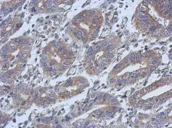 Anti-HAUS4 antibody used in IHC (Paraffin sections) (IHC-P). GTX106731
