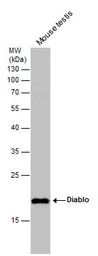 Anti-Diablo antibody [N1C3] used in Western Blot (WB). GTX106746