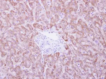 Anti-ANKRD45 antibody used in IHC (Paraffin sections) (IHC-P). GTX106810
