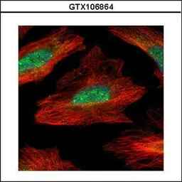 Anti-MID1IP1 antibody used in Immunocytochemistry/ Immunofluorescence (ICC/IF). GTX106864