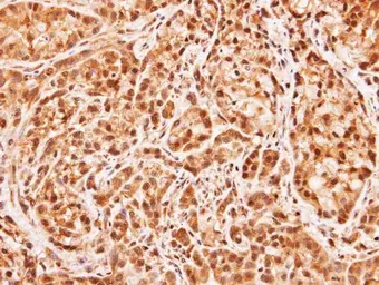 Anti-MID1IP1 antibody used in IHC (Paraffin sections) (IHC-P). GTX106864