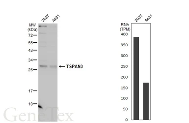 Anti-TSPAN3 antibody used in Western Blot (WB). GTX106868