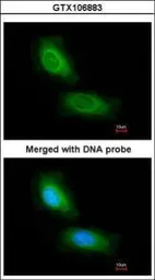 Anti-CCDC68 antibody [N2C3] used in Immunocytochemistry/ Immunofluorescence (ICC/IF). GTX106883