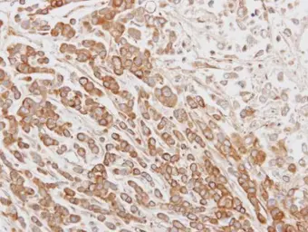 Anti-NYD-SP26 antibody [N3C3] used in IHC (Paraffin sections) (IHC-P). GTX106895