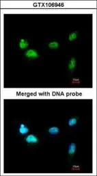 Anti-SCMH1 antibody [N1N3] used in Immunocytochemistry/ Immunofluorescence (ICC/IF). GTX106946