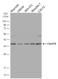 Anti-C9orf78 antibody [N1C2] used in Western Blot (WB). GTX106966
