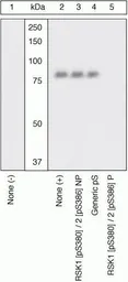 Anti-p90 RSK1 (phospho Ser380) antibody used in Western Blot (WB). GTX10697
