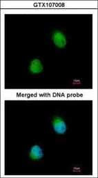 Anti-ZC3H8 antibody [N1C3] used in Immunocytochemistry/ Immunofluorescence (ICC/IF). GTX107008