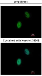Anti-FHL5 antibody [N1C2] used in Immunocytochemistry/ Immunofluorescence (ICC/IF). GTX107031