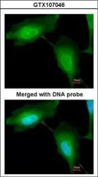 Anti-ZNF313 antibody [N1C3] used in Immunocytochemistry/ Immunofluorescence (ICC/IF). GTX107046