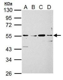 Siglec 7 antibody