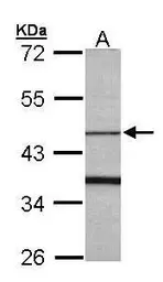Anti-FBXO15 antibody [N1C1] used in Western Blot (WB). GTX107090
