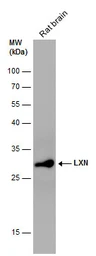 Anti-LXN antibody [N1C3] used in Western Blot (WB). GTX107116