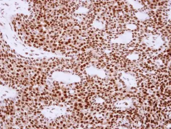 Anti-APE1 antibody used in IHC (Paraffin sections) (IHC-P). GTX107122