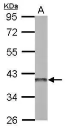 Anti-APE1 antibody used in Western Blot (WB). GTX107122