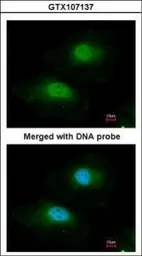 Anti-BPGM antibody [N1C3] used in Immunocytochemistry/ Immunofluorescence (ICC/IF). GTX107137
