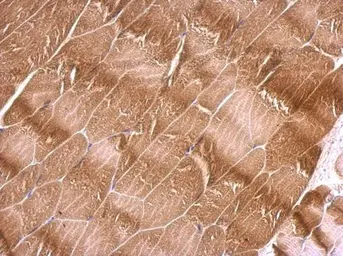 Anti-NEGR1 antibody used in IHC (Paraffin sections) (IHC-P). GTX107148