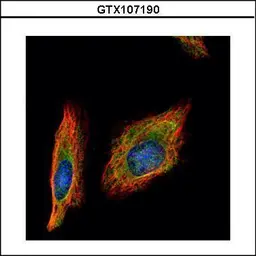 Anti-HENMT1 antibody used in Immunocytochemistry/ Immunofluorescence (ICC/IF). GTX107190