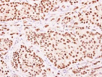 Anti-HENMT1 antibody used in IHC (Paraffin sections) (IHC-P). GTX107190