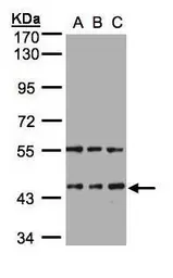Anti-HENMT1 antibody used in Western Blot (WB). GTX107190