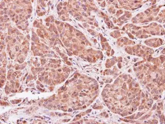 Anti-ASB9 antibody [N1C3] used in IHC (Paraffin sections) (IHC-P). GTX107216