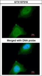 Anti-ASB9 antibody [N1C3] used in Immunocytochemistry/ Immunofluorescence (ICC/IF). GTX107216