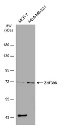 Anti-ZNF398 antibody [C1C3] used in Western Blot (WB). GTX107221