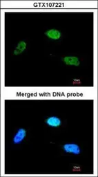 Anti-ZNF398 antibody [C1C3] used in Immunocytochemistry/ Immunofluorescence (ICC/IF). GTX107221