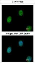 Anti-C1orf165 antibody [N1C1] used in Immunocytochemistry/ Immunofluorescence (ICC/IF). GTX107228